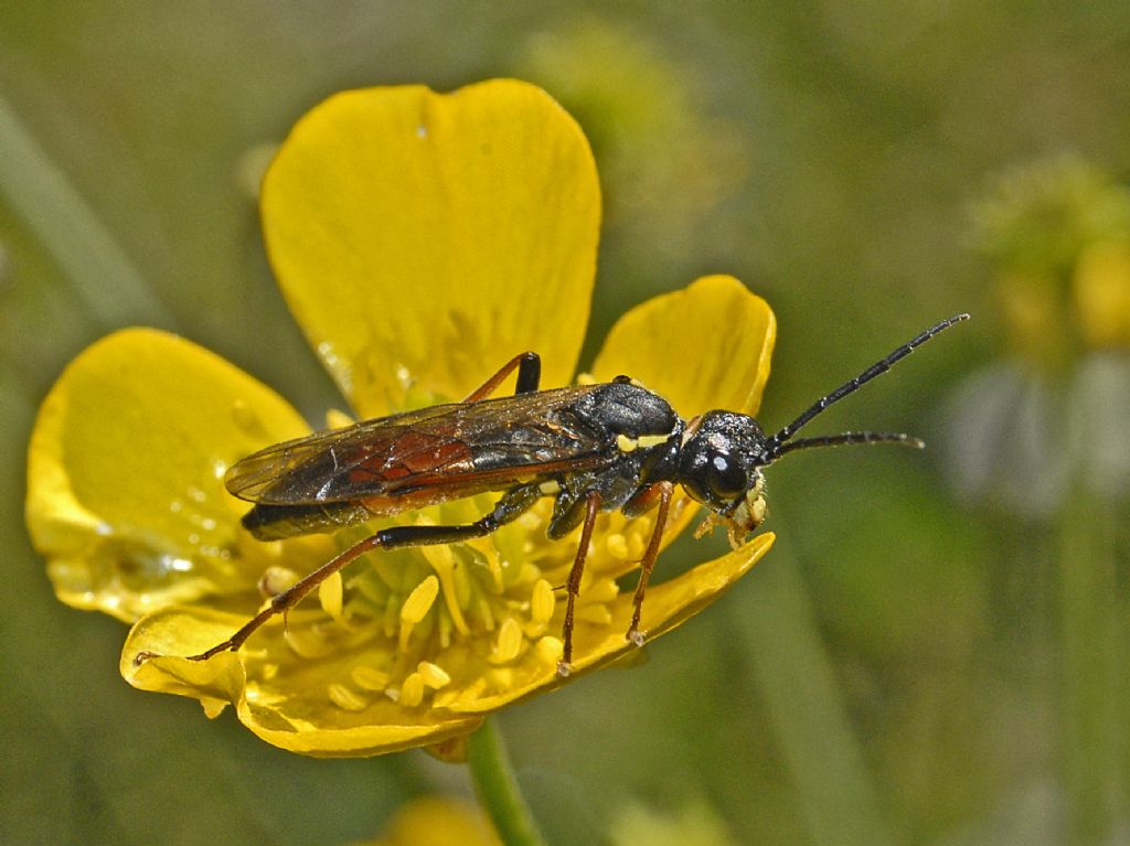 Symphyta ID: Tenthredinidae, Tenthredo cfr. moniliata